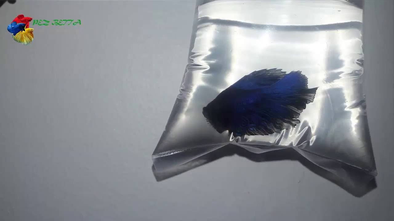 climatizacion del pez betta