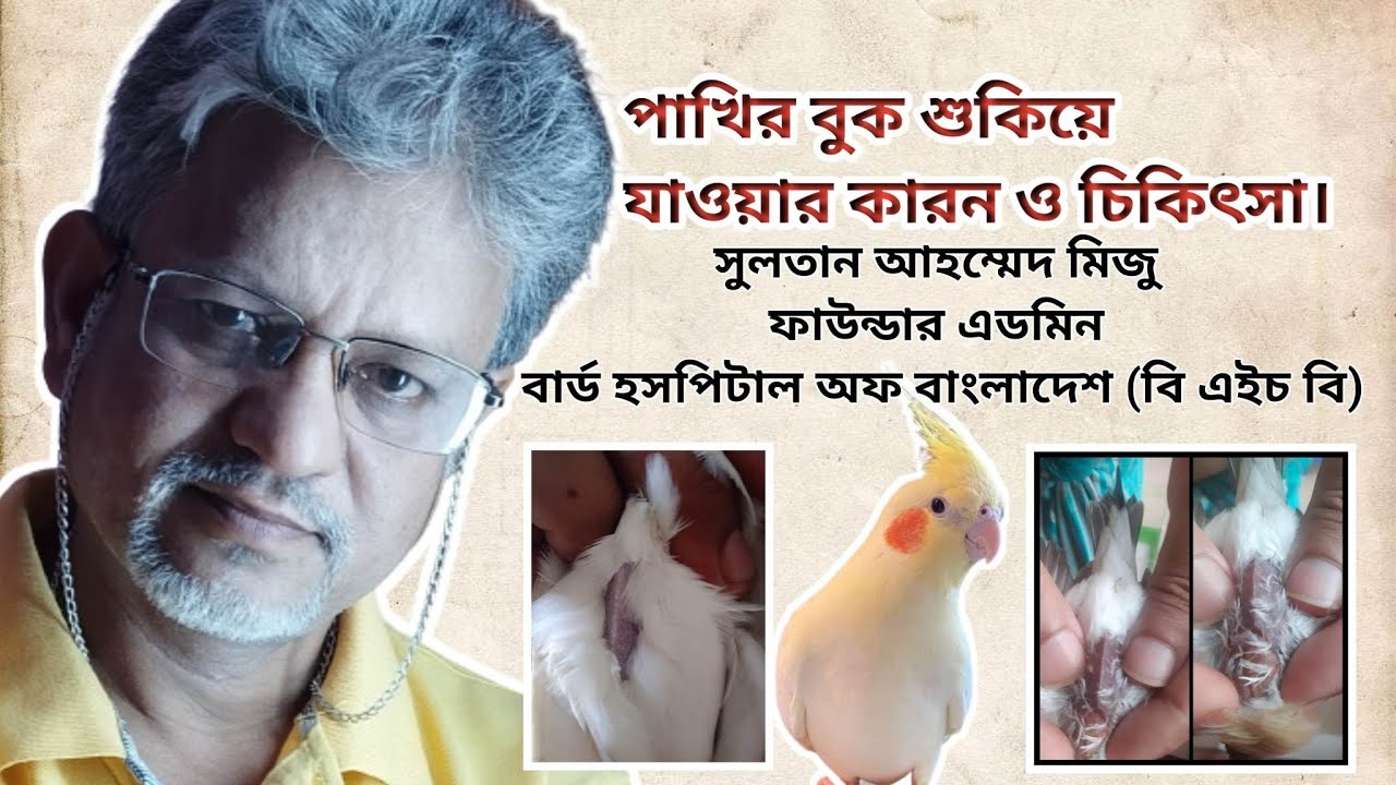 পাখির বুক শুকিয়ে যাওয়ার কারন | Treatment For Sina Tan Or Sukha In Birds I Mizu Bird Feed*