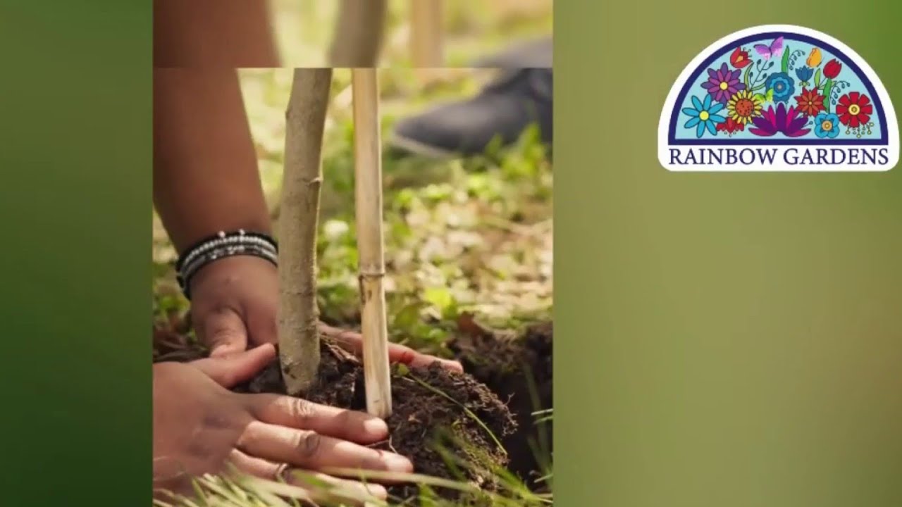 Fall is best time to plant trees. Here are the ones that will thrive in our area