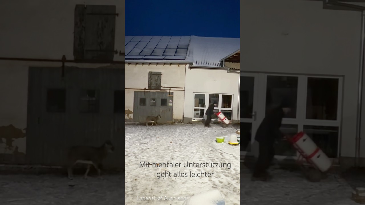 Bofur - ein Mufflon ￼packt mit an 