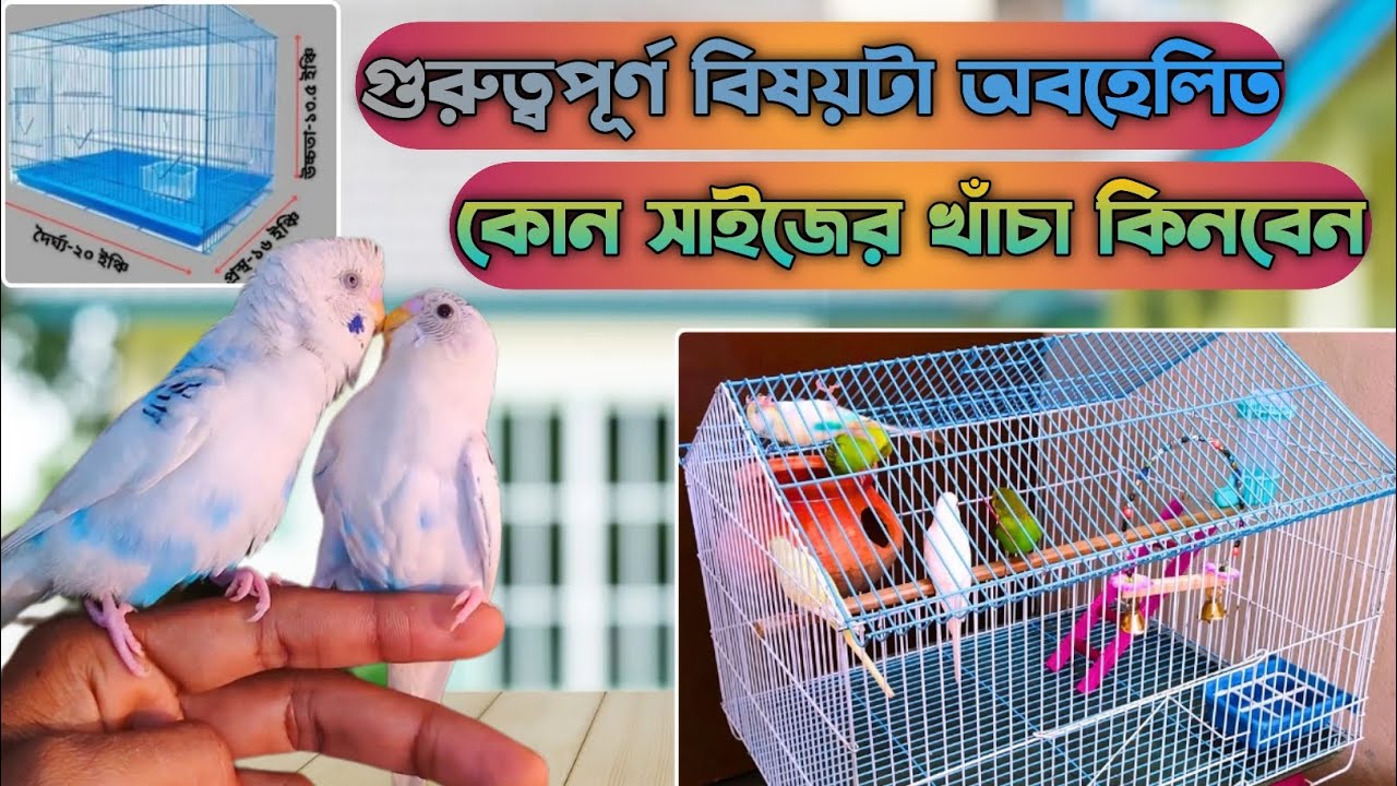 অনেকেই জানেনা কোন সাইজের খাঁচা কিনতে হবে || এক জোড়া বাজরিগার পাখির খাঁচার সঠিক সাইজ কত