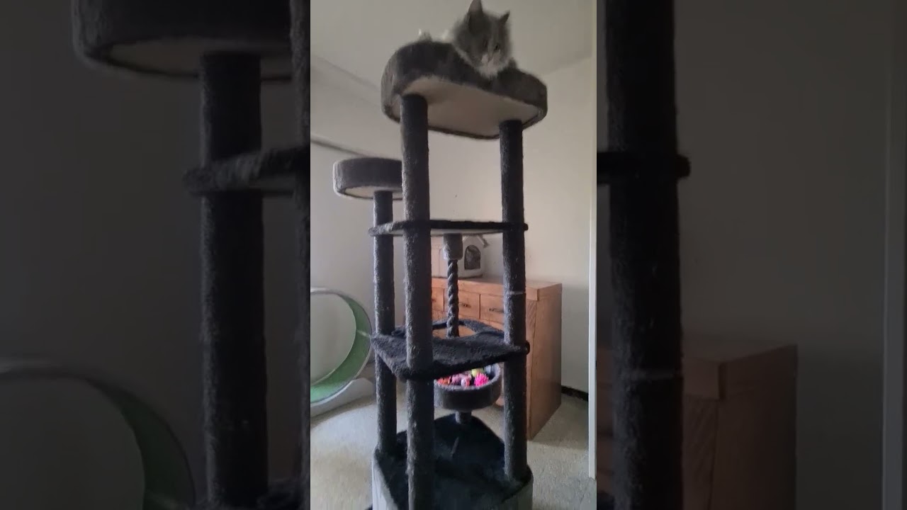#cat #веселыекоты #прикольныекоты