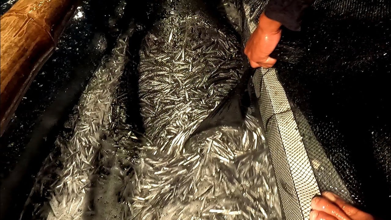 Part1 -Nakadami ng huli Jackpot sa dilis o bolinao fish