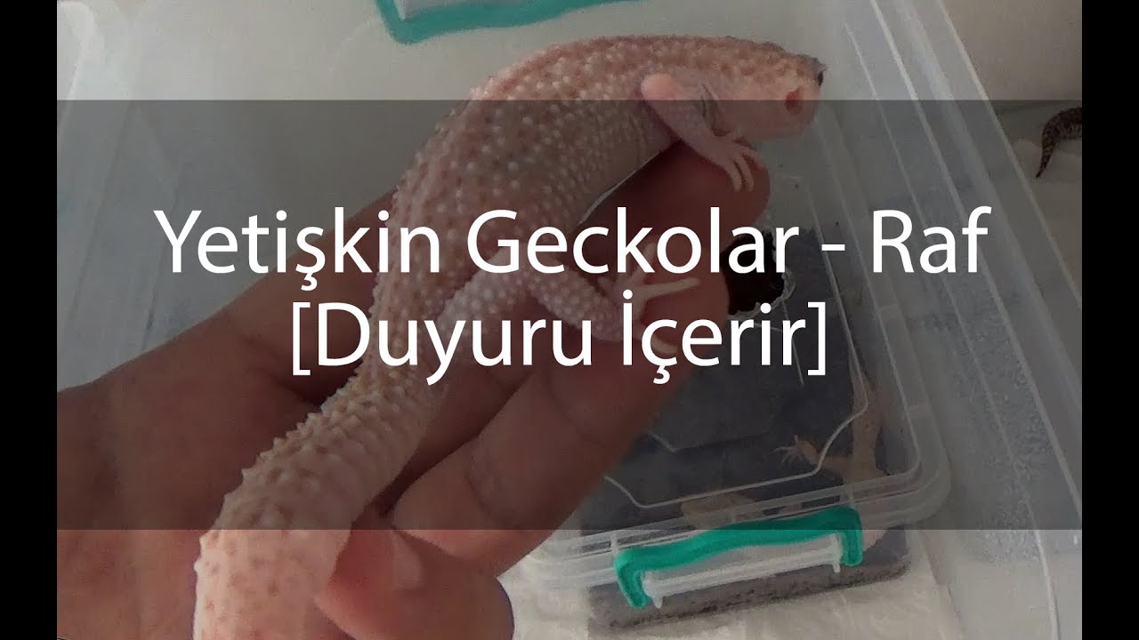 Yetişkin Geckolar - Isıtıcı Kablolu Raf ( Duyuru içerir )