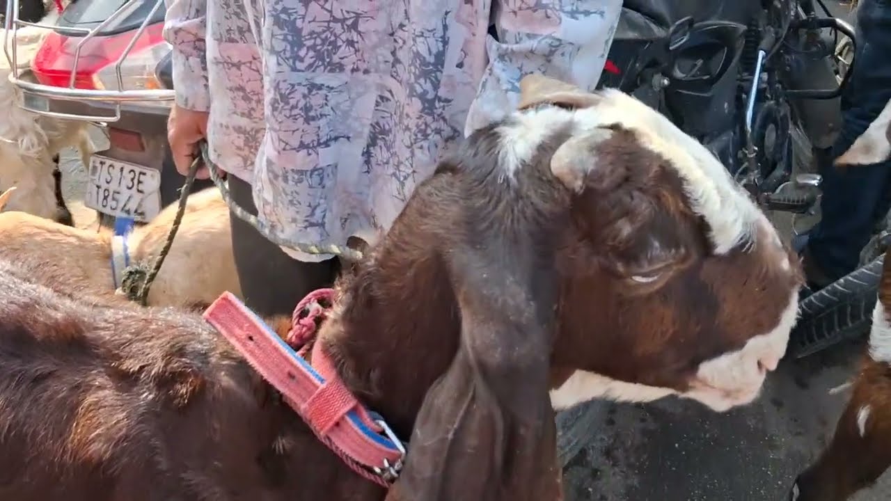 Erragadda Sunday market hyderabad Telangana 