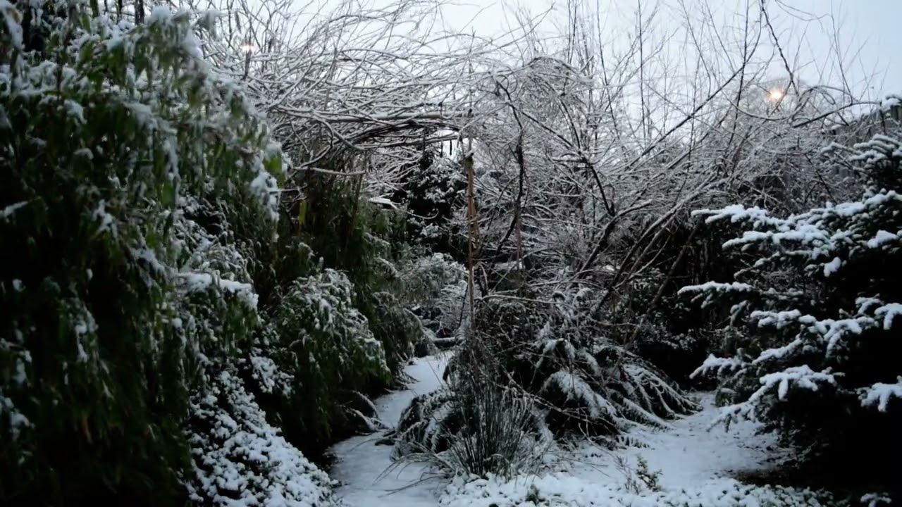 The boring Garden (The snow edition!) #070