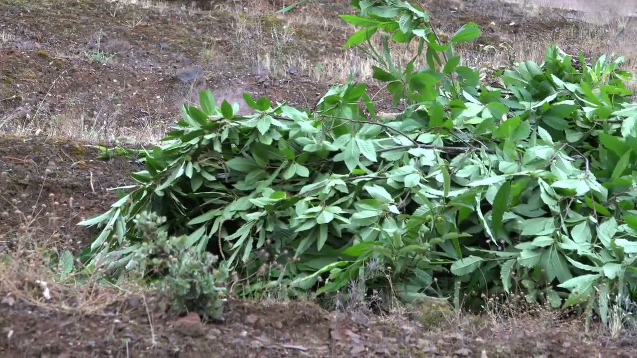 Como no me espabile, se me arruina la finca