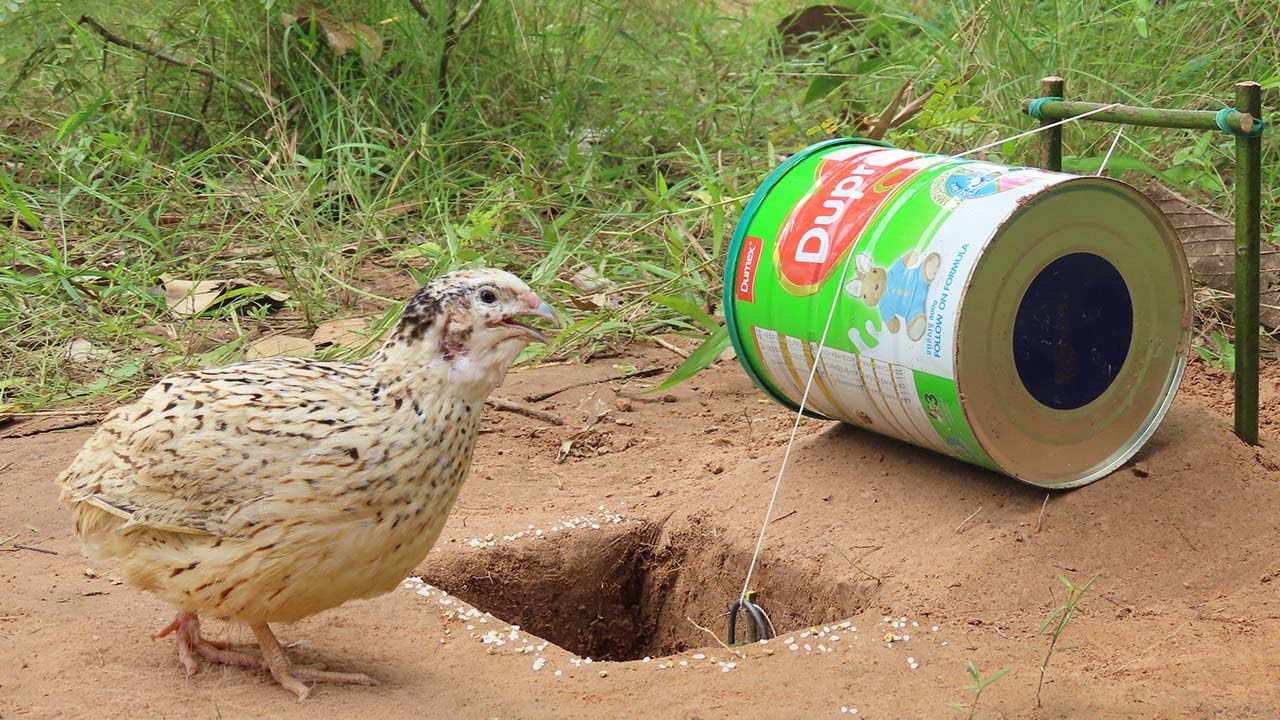 Making Hole Quail Trap Using Dupro Milk Cans And Woods - Easy Creative Simple Bird Trap