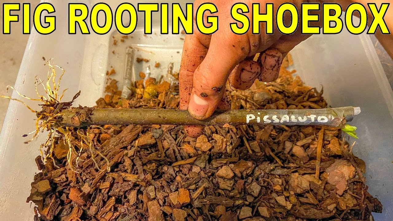 Rooting Figs In A Shoebox: Foolproof Fig Rooting Method