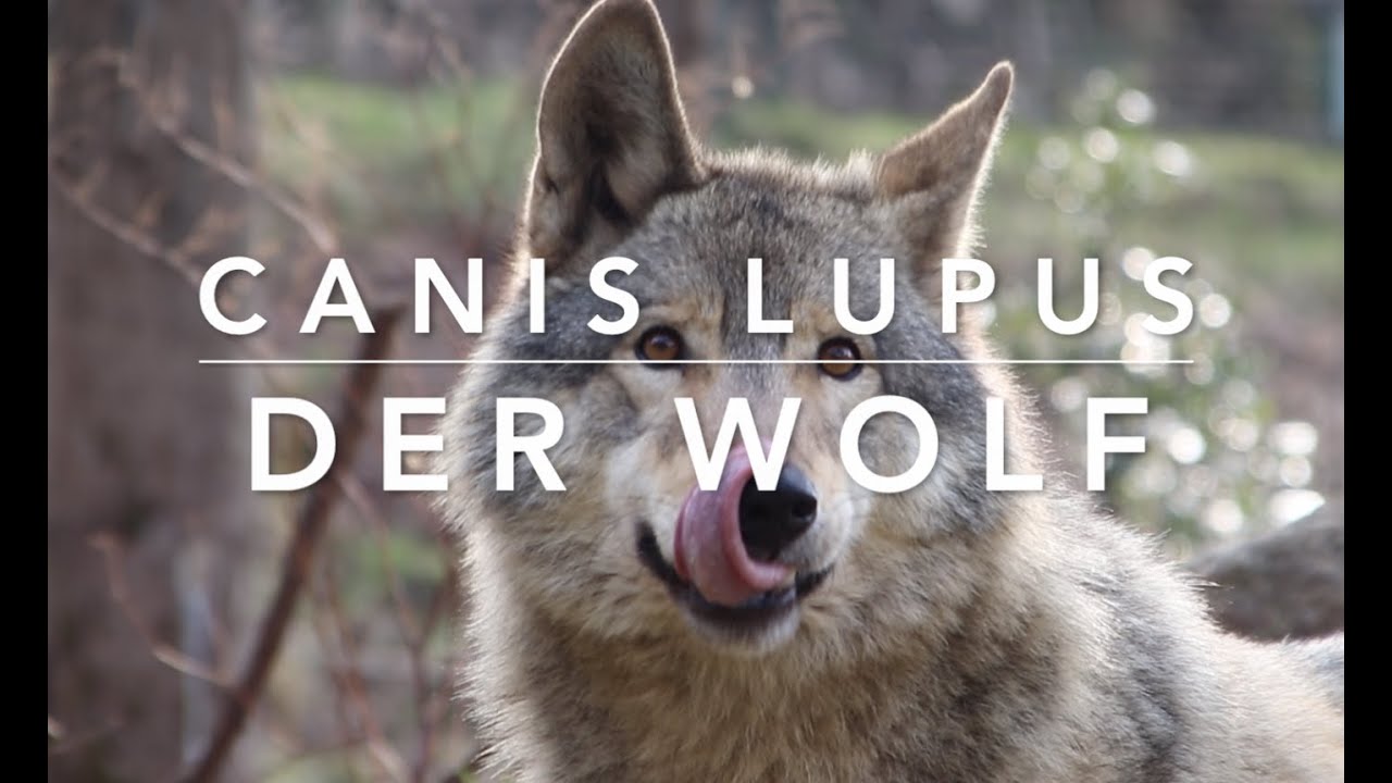 Wolf (Canis lupus)