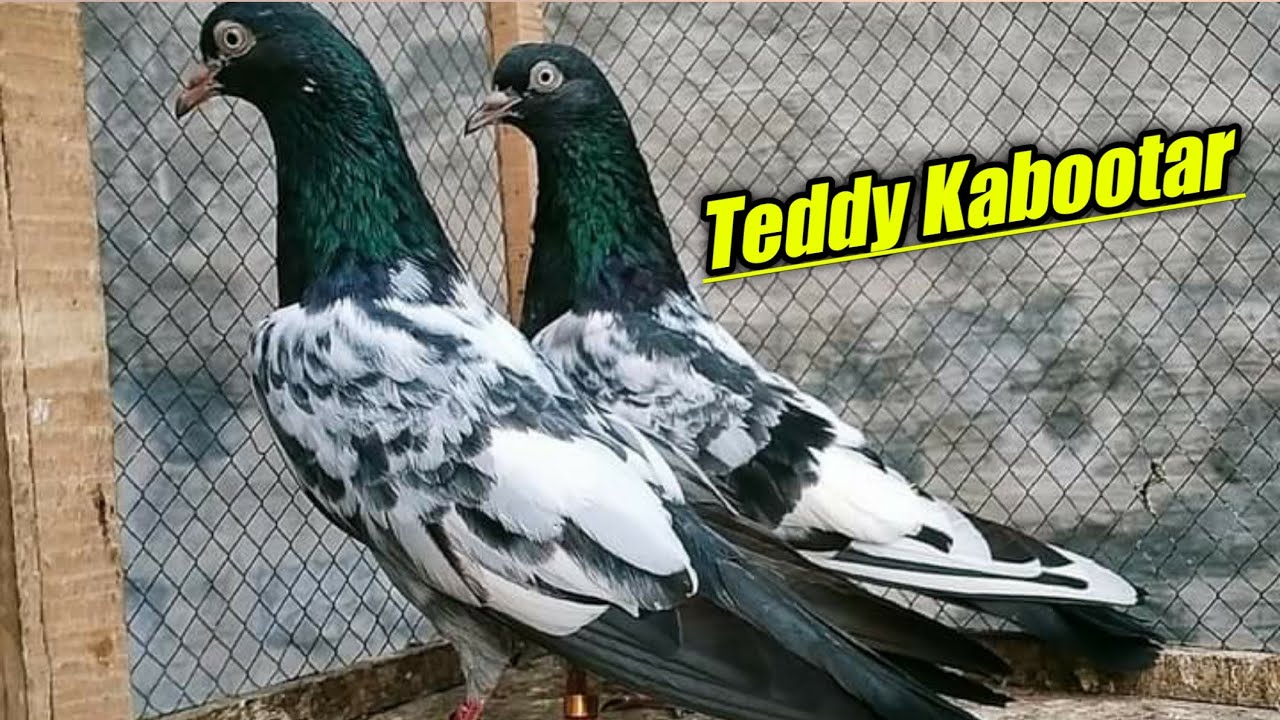 Royle Teddy Pigeons || Teddy Kabootar || Pigeons roy