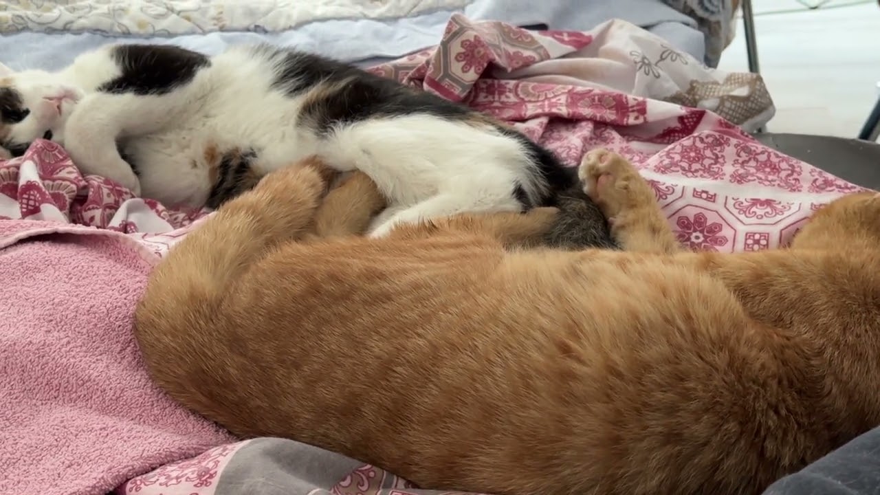 Alle gleichzeitig im Träumeland 😻😺