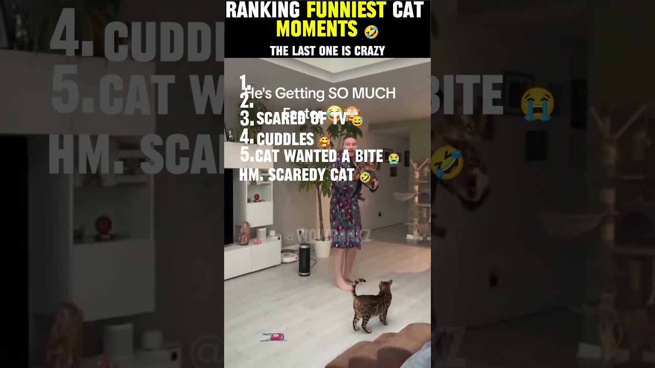 Funniest Cat Clips Ever Ranked (1-5)