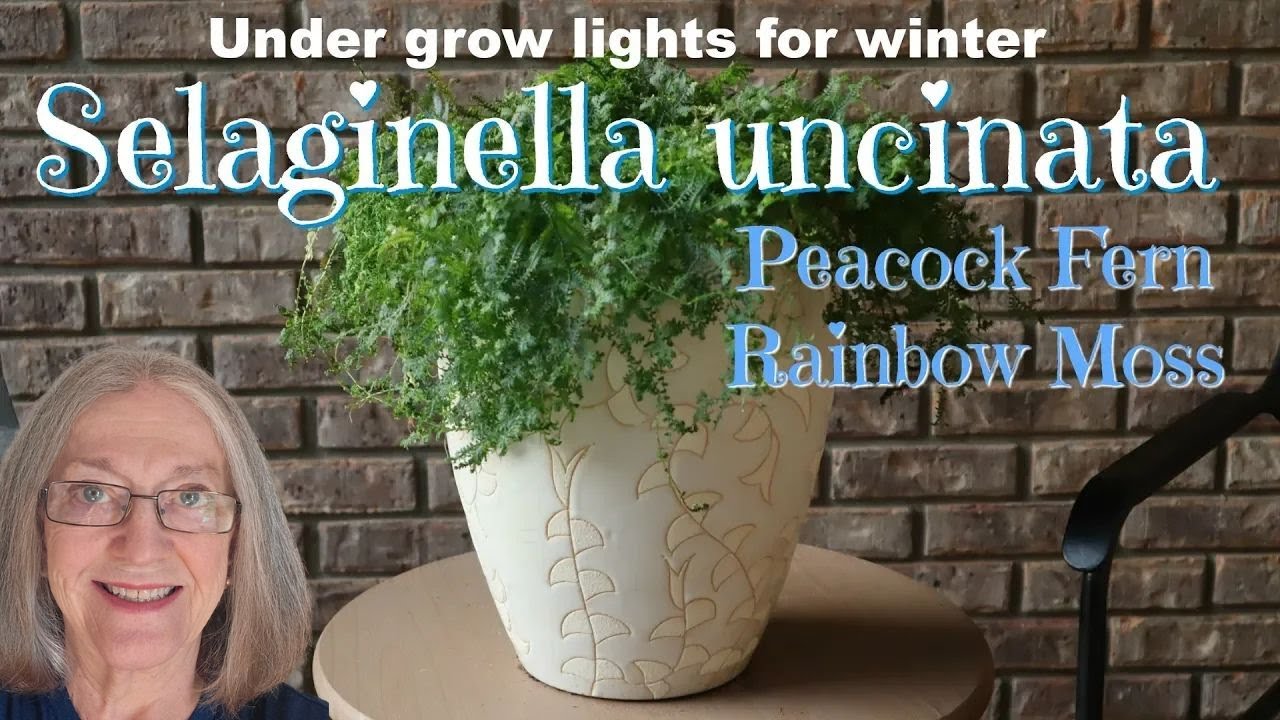Peacock Fern or Rainbow Moss - Selaginella uncinata in a Tall Vase