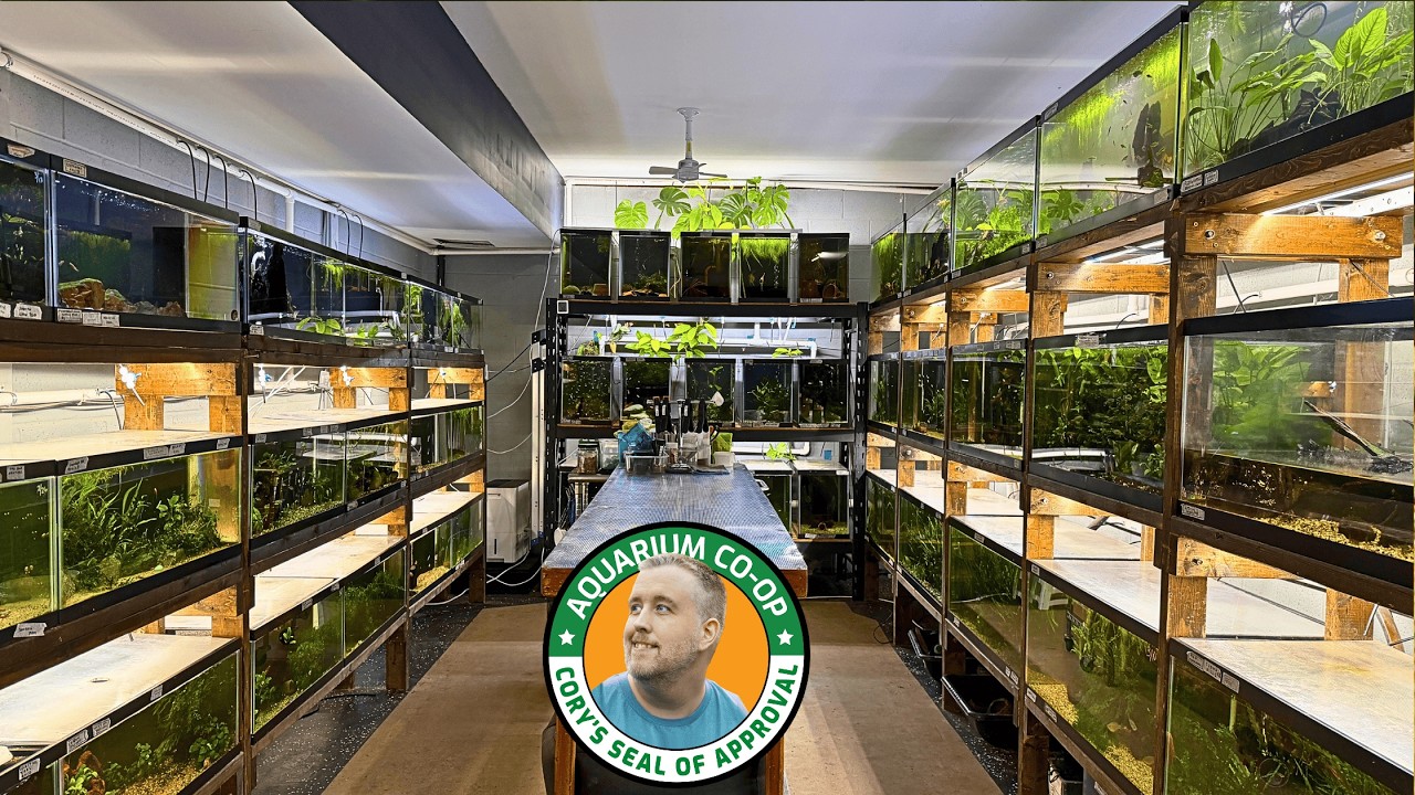 WOW! Doing A Fish Room Right.
