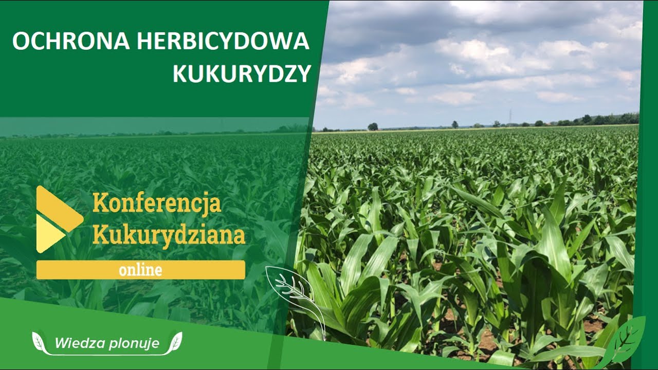 Zwalczanie chwastów w kukurydzy - technologie - nagranie Konferencji Kukurydzianej Agrosimex