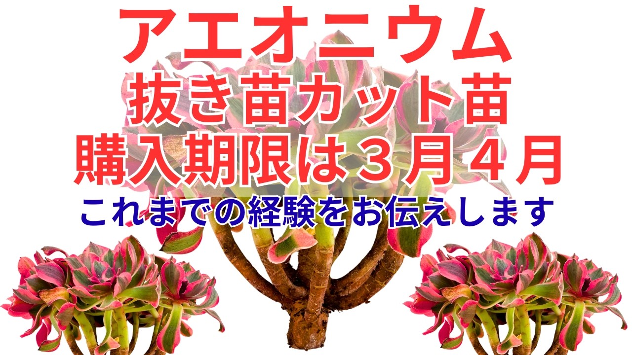 【アエオニウム】 抜き苗 カット苗の購入は 今がチャンス ３月４月まで 購入した後の植え付け 植え付け後の管理  アエオニウム 多肉植物 ガーデニング 