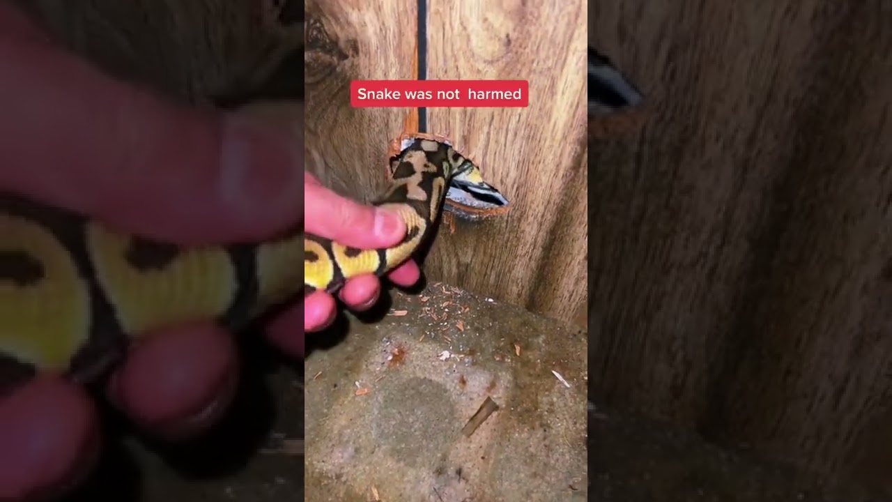 Snake vs Rats...
