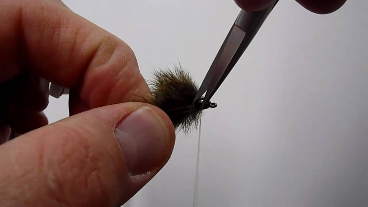 Pine Squirrel Leech