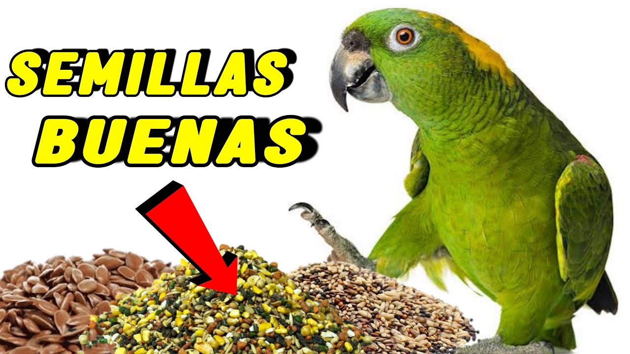 ¡10 Semillas BUENAS para Loros! | Las Mejores SEMILLAS para Loros
