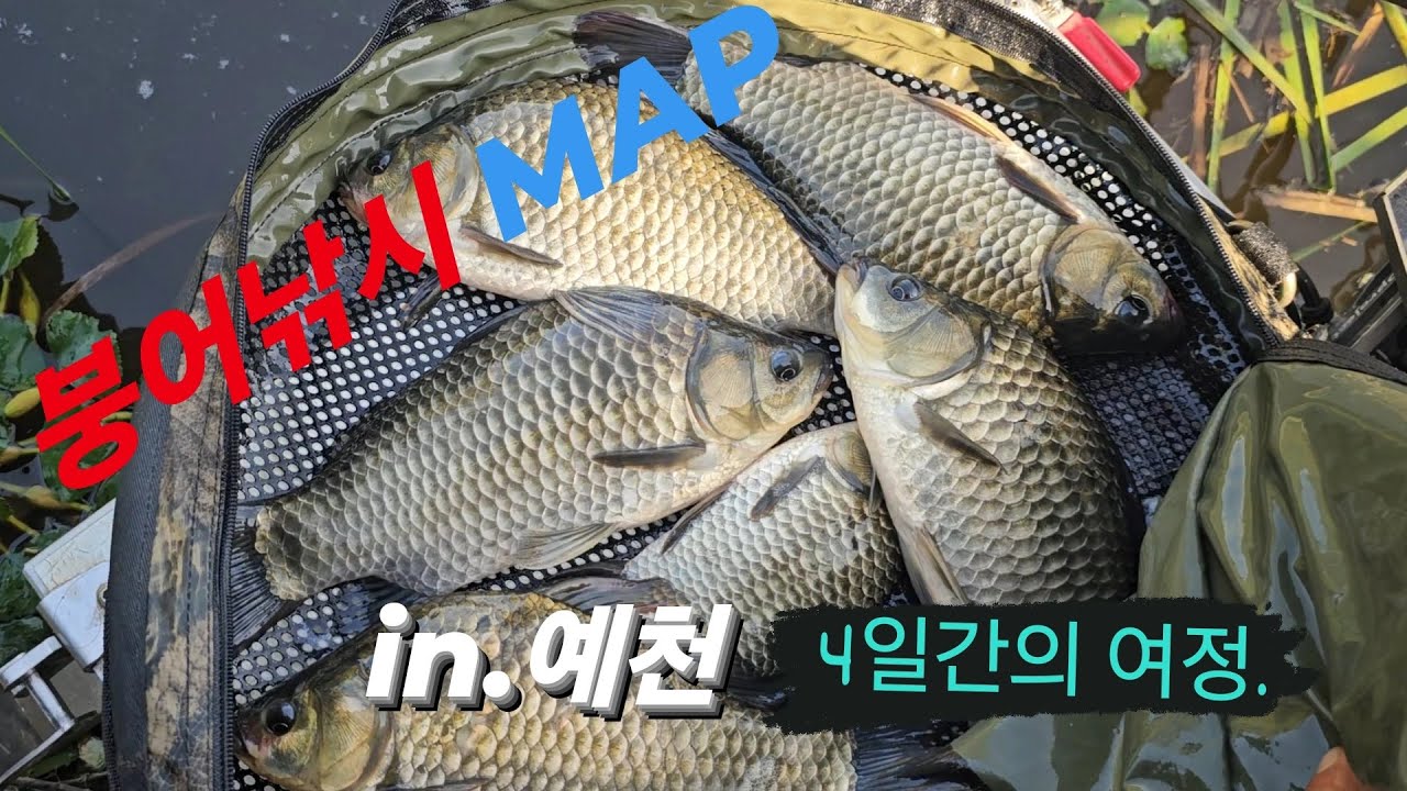 [붕어낚시MAP in.예천]4일간의 여정!! #인디고프로젝트 #붕어낚시#fishing #钓鱼