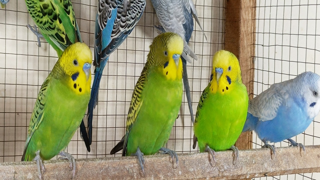 3 Hours of Joyful Budgie Sounds: Relaxing Chirps for a Happy, Stress-Free Day