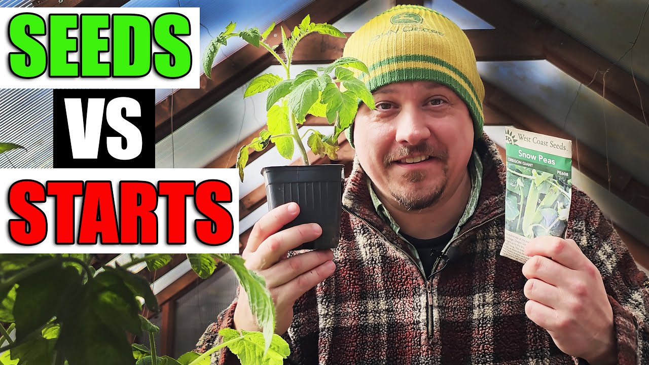 Direct Seeding vs Starter Plants - Which Is Better?