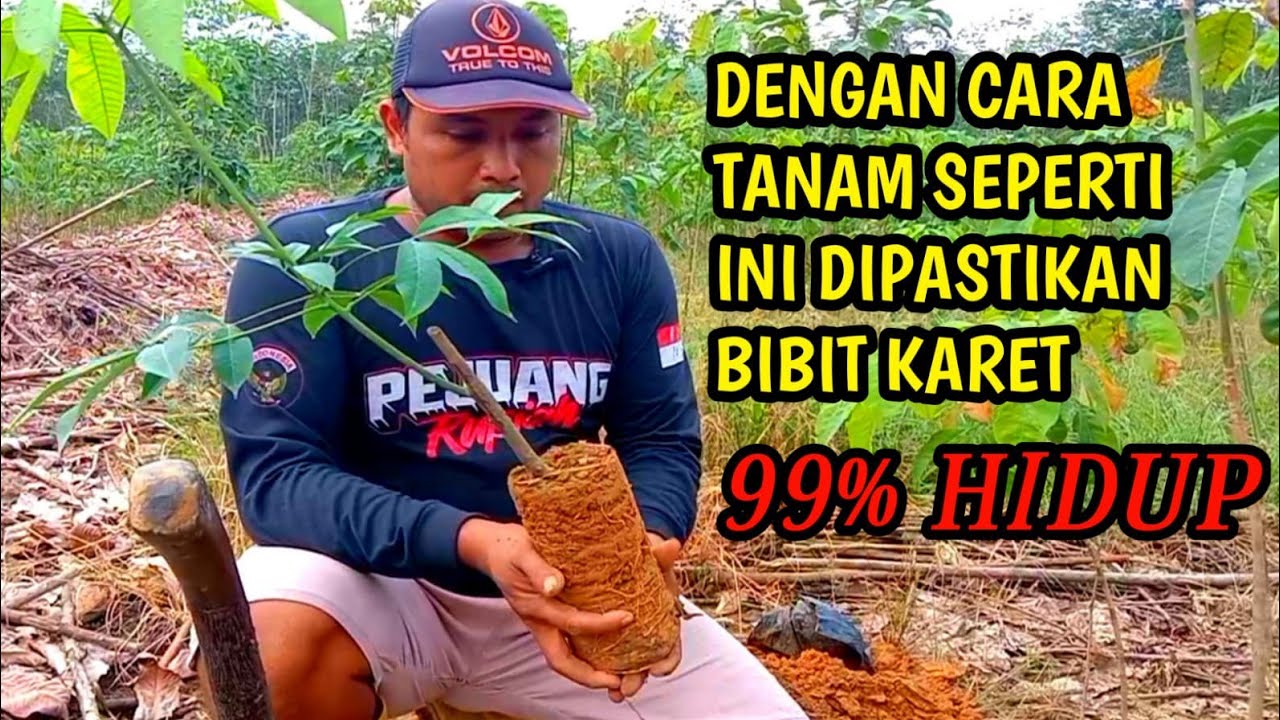 Cara Tanam Bibit Karet Unggul Yang Baik Dan Benar