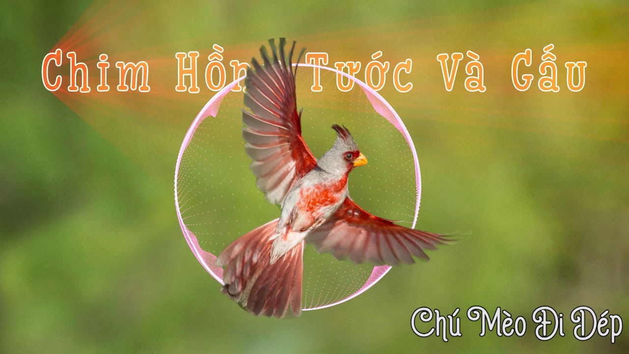 CHIM HỒNG TƯỚC VÀ GẤU - Truyện cổ Grimm - Đọc truyện bé nghe