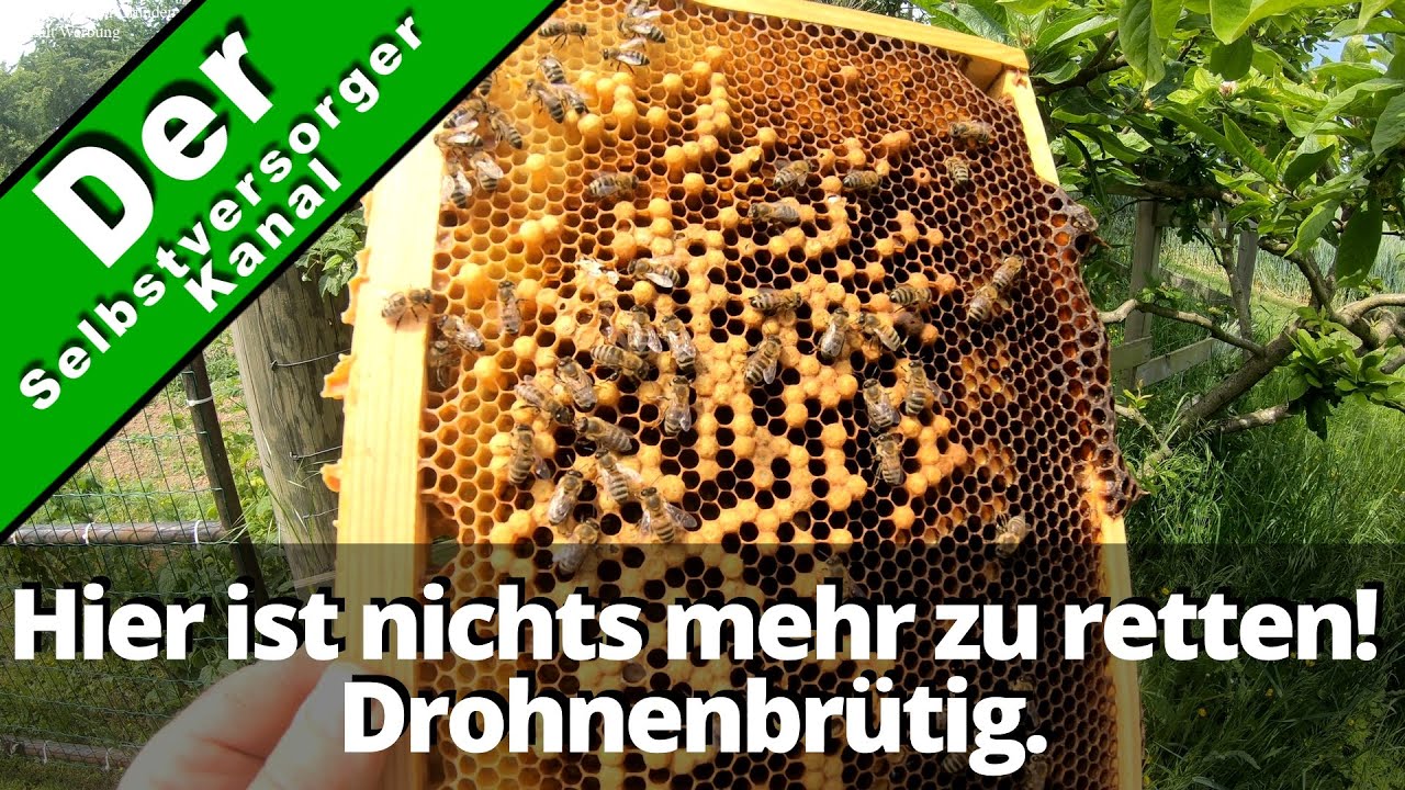 Drohnenbrütig. Nicht zu retten. Bienenvolk auflösen