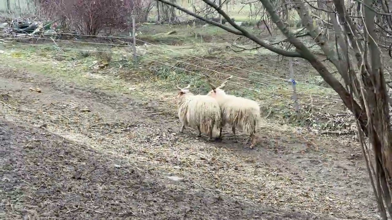 Rackaetetés