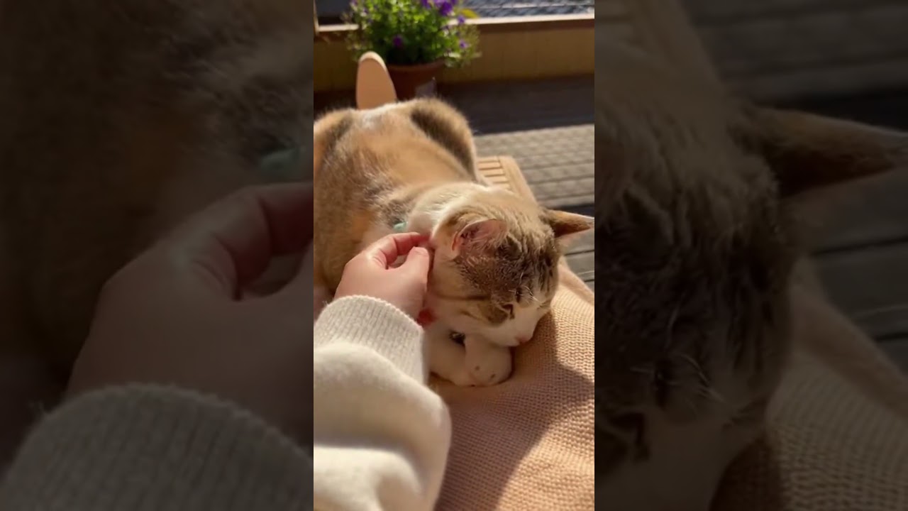 POV: You Needed This Cat Today 🥹#CuteCat #Healing #CatShorts