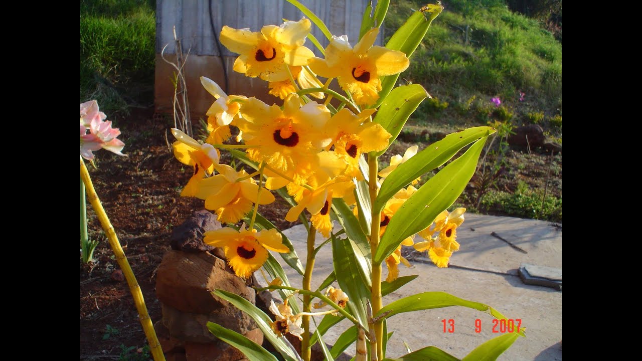 MULTIPLICAÇÃO DE DENDROBIUM FIMBRIATUM  II