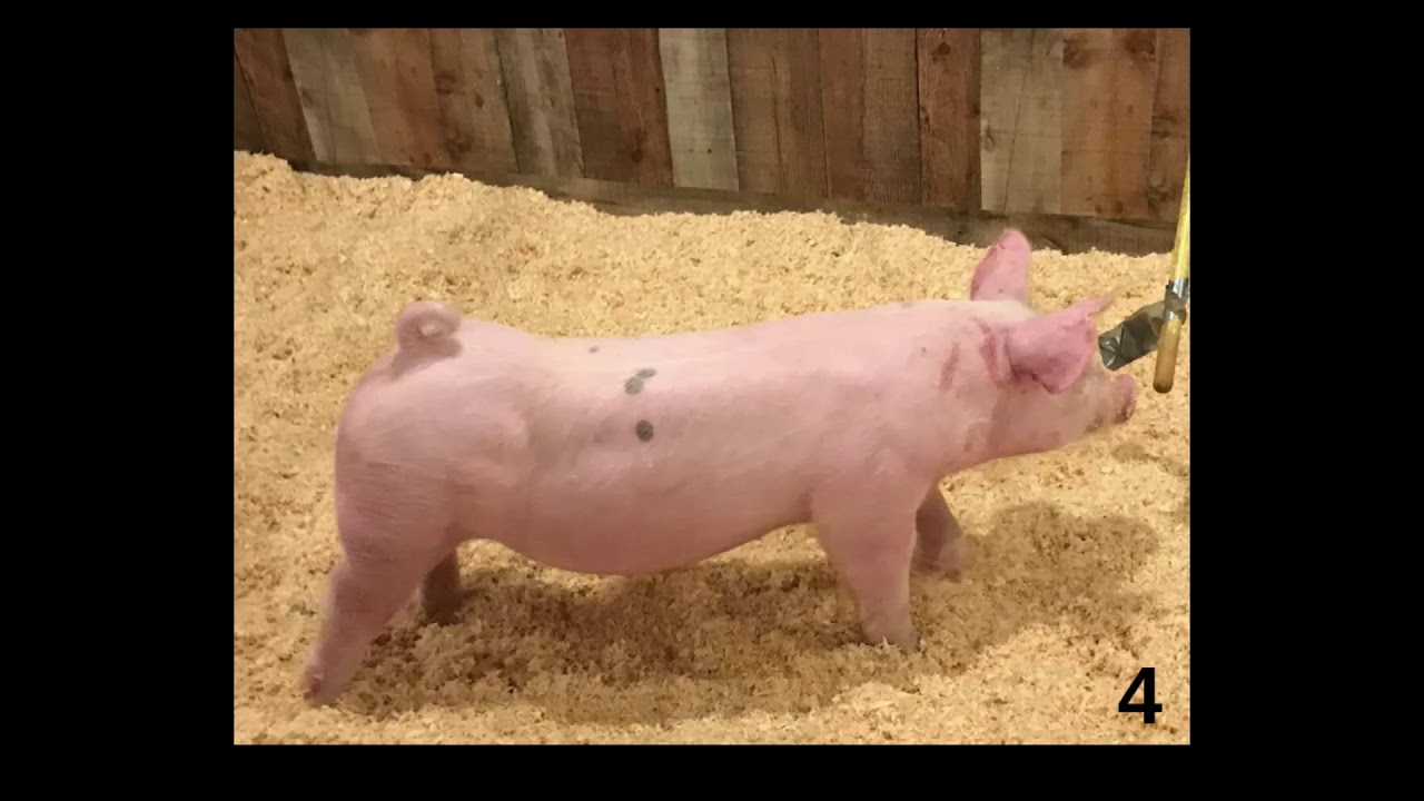 Market Swine Class