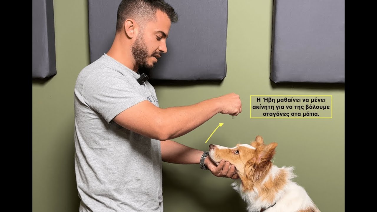 Σταγόνες στα μάτια | Προχωρημένη Εκπαίδευση Σκύλου