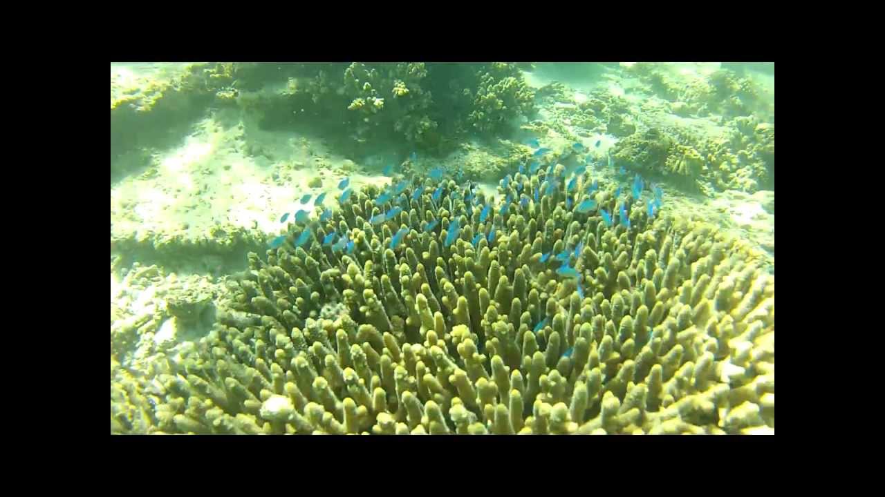 Snorkelling - Ningaloo Reef, WA