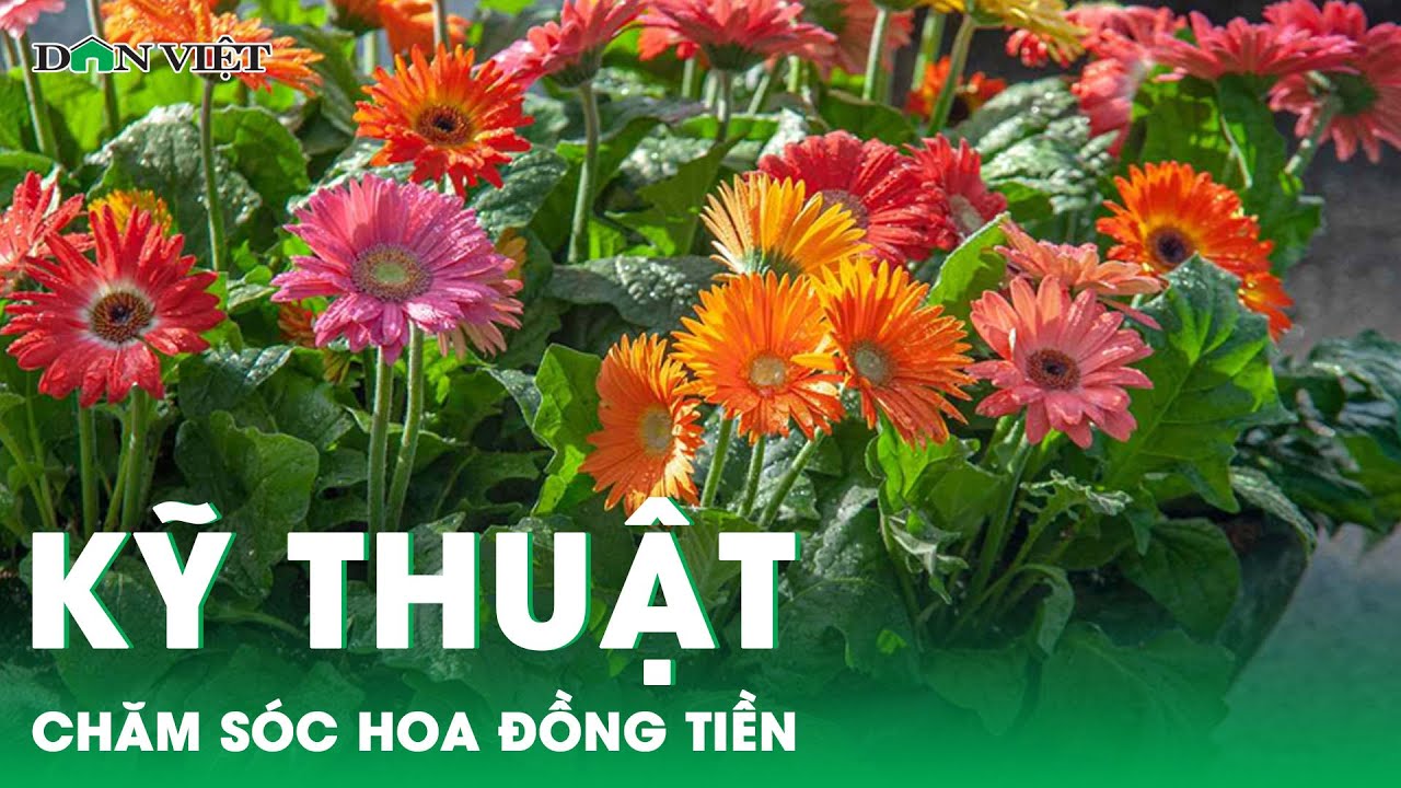 Sổ tay Nhà nông: Kỹ thuật trồng và chăm sóc hoa đồng tiền nở quanh năm | Báo điện tử Dân Việt