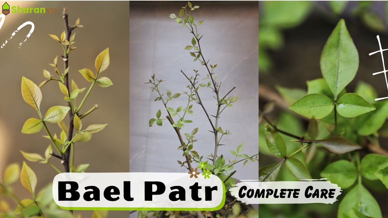 Bel Patr Plant Complete Care - बेलपत्र की देखभाल | Wood Apple || Aegel Marmelos