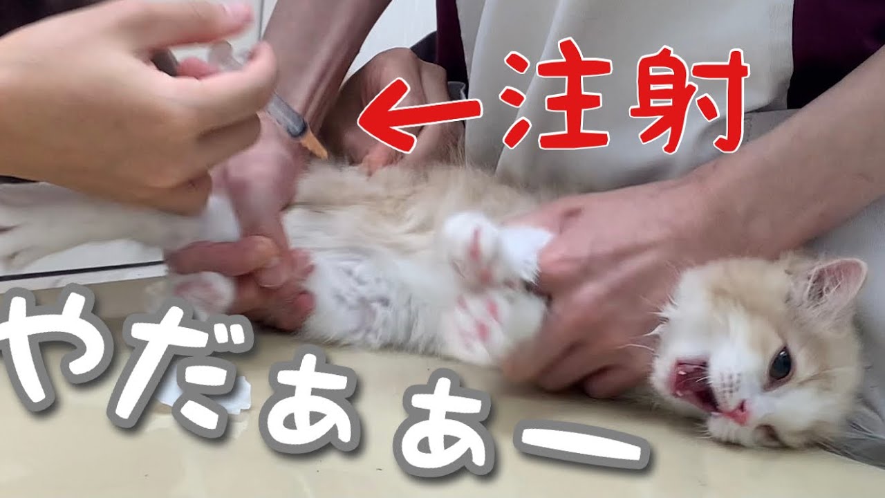 生まれて初めて病院にいく子猫（前編）｜注射がこわくて大暴れ！-Kitten to inject at the first hospital(Part 1)-