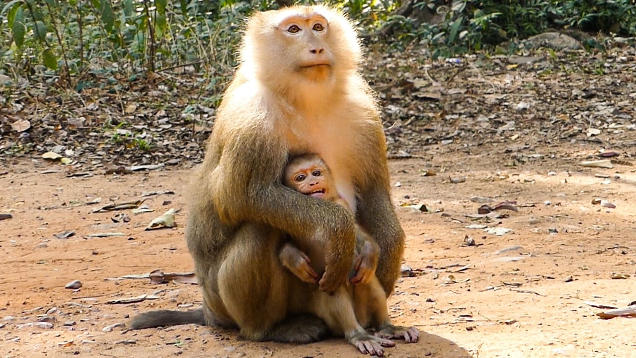Real nature vibe |Monkey Rose reduces baby Rina milk but Rina won't accept & be unhappy