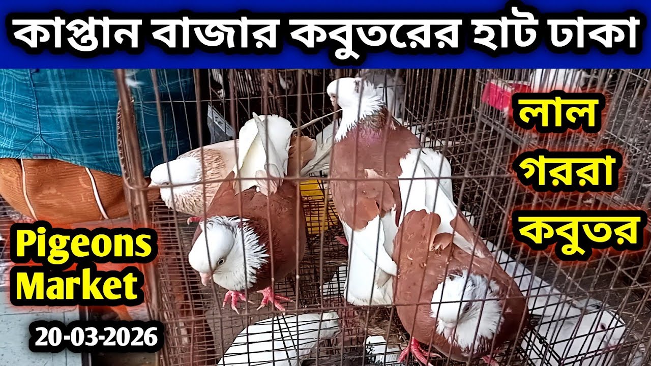 20-03-2026 কাপ্তান বাজার কবুতরের হাট | Kaptan Bazar kobutor hat | কম দামে কবুতর | কবুতরের হাট ঢাকা 