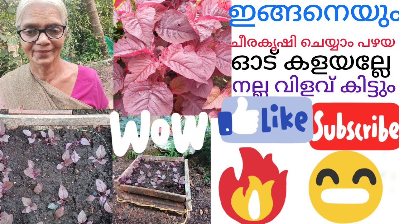 ഇനിയെങ്ങനെയും കൃഷി ചെയ്യാം വീഡിയോ കണ്ടുനൊക്ക് പഴയ ഓട് കളയേണ്ട ചീര കൃഷി ചെയ്യാം 