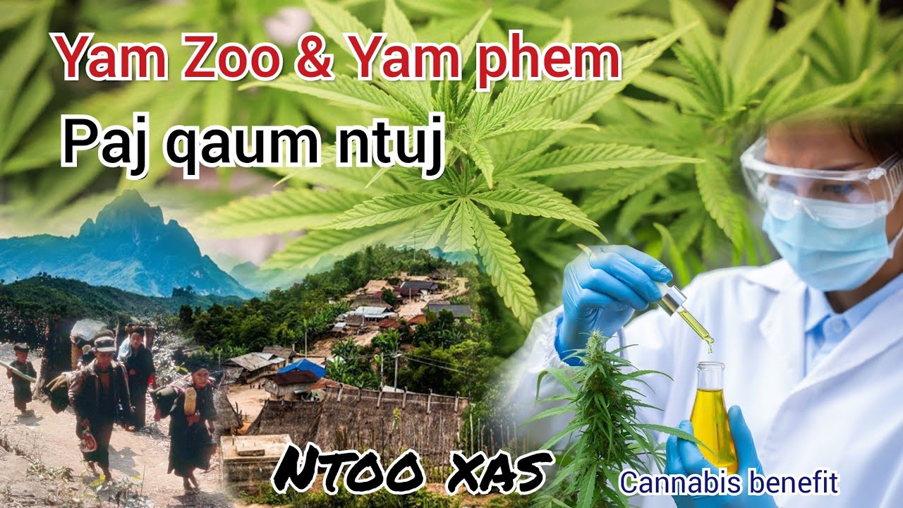 Yam zoo & Yam phem ntawm paj qaum ntuj (Cannabis benefit)
