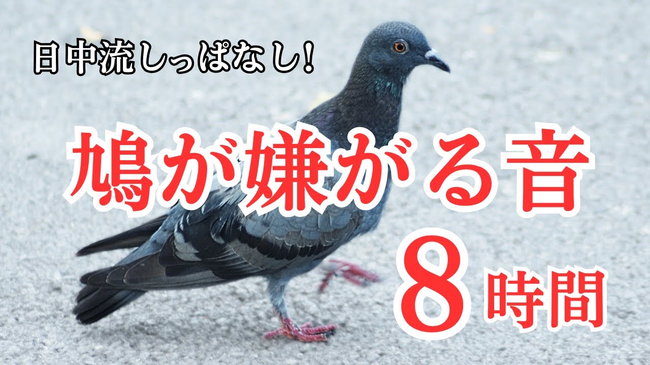 鳩が嫌がる音(8時間)。高周波音で鳩を撃退。日中流しっぱなし用