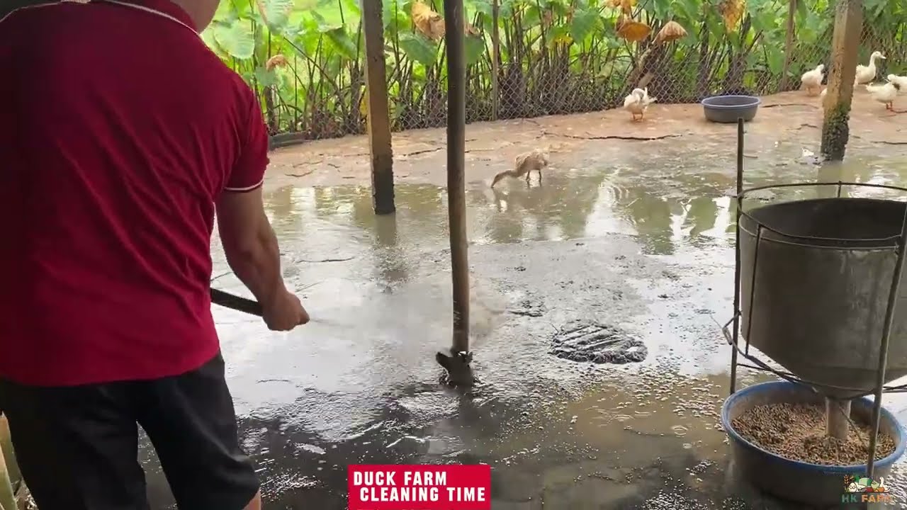 Daily Life at HK Duck Farm | Why Do I Start Cleaning Before Sunrise? | Harvest eggs too