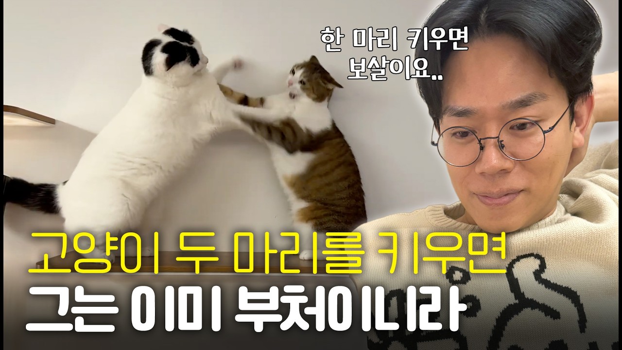 말릴까 말까? 이건 노는걸까 싸우는걸까? 대체 사이가 좋은건지 나쁜건지&hellip;다묘집사 주목!