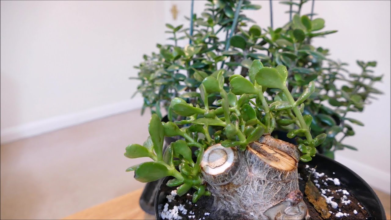 Saving My Jade Plant 2020 Update With Time Lapse