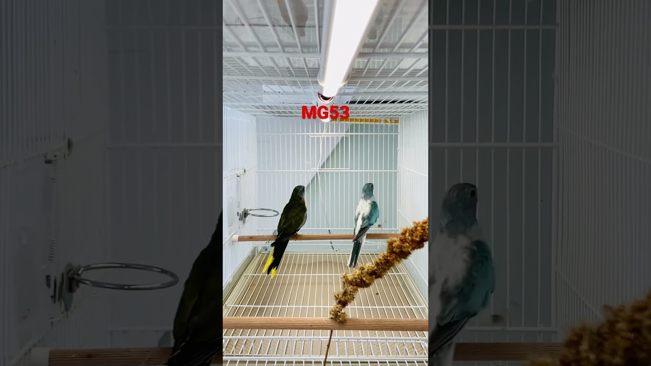 Pereche reproducătoare Neophema Speldida. #MG53