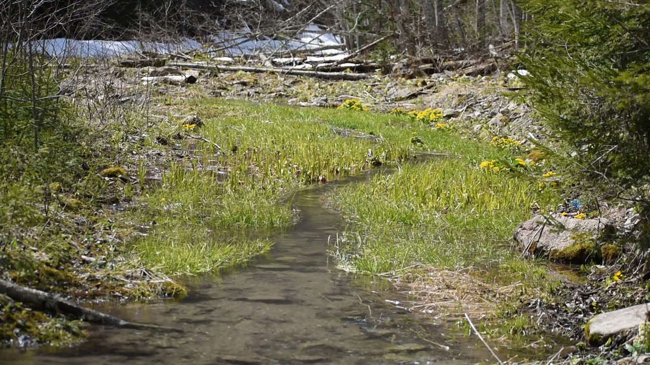 1Hour of Relaxation sounds | Forest river | Birds singing