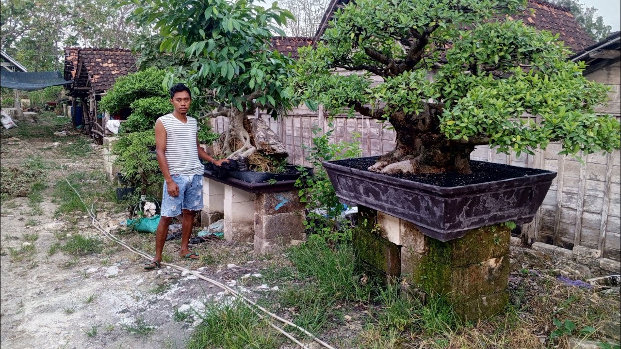 Cek harga bonsai dilapak mas tak.in 081246809923